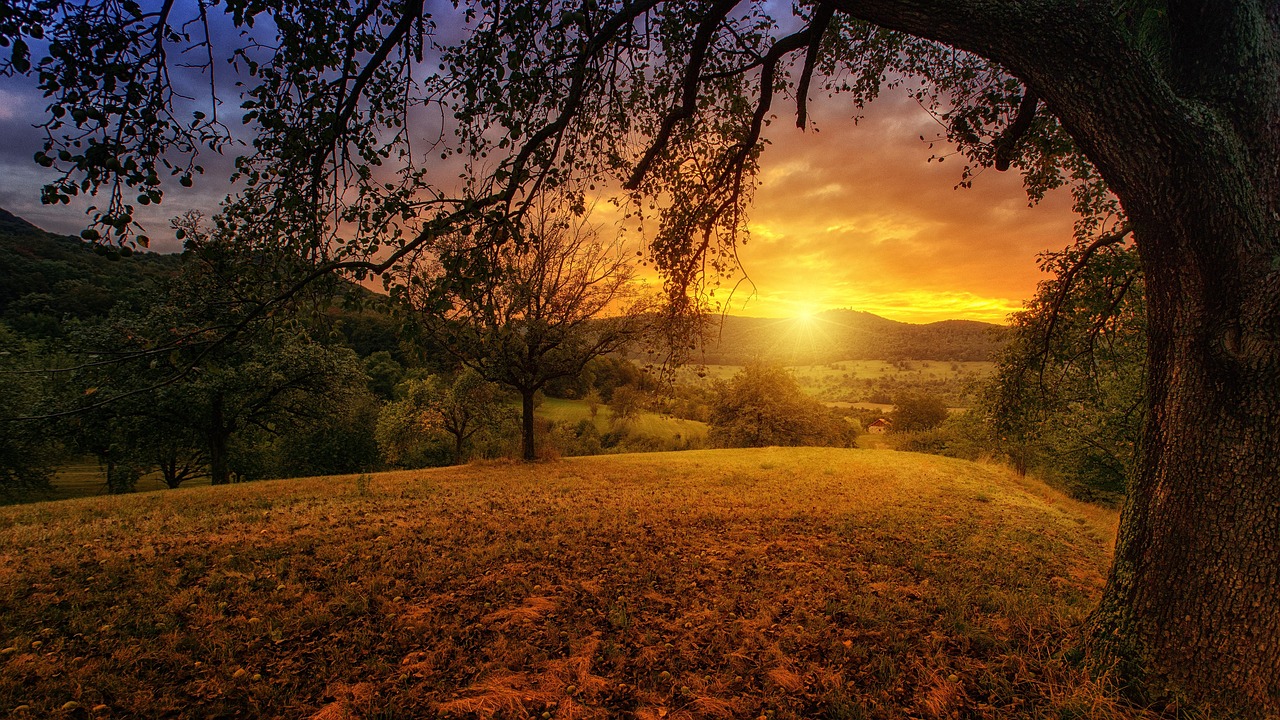 nature, tree, dawn, landscape, panorama, sun, branches, sunlight, orange, environment, nature, nature, nature, nature, tree, tree, tree, landscape, landscape, landscape, landscape, landscape, sun, sun, sun, environment, environment